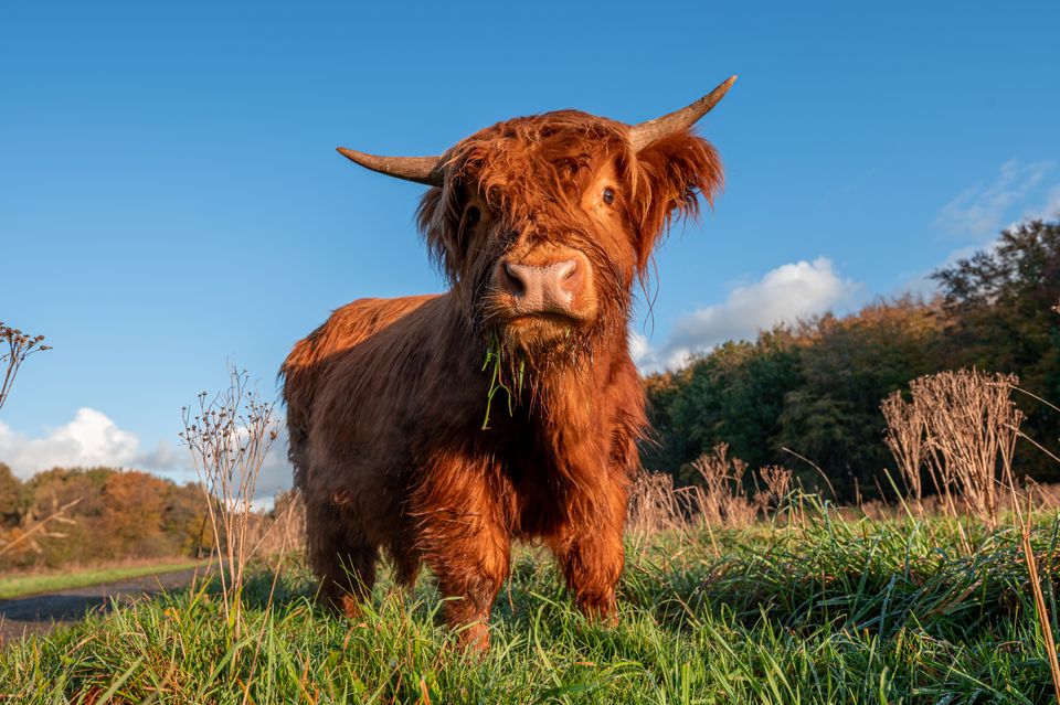 Highland Cows
